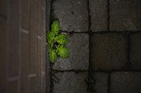 Mehr Grün auf den Straßen