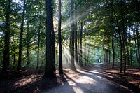 rayons de soleil dans la forêt