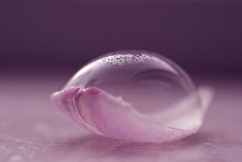 Fragile par Birgitte Bergman