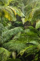 Australiens Palmen Dschungel