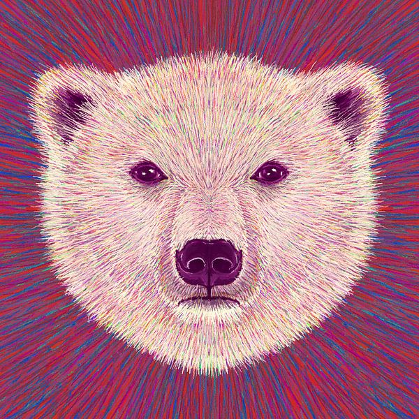 Animal Face   Polar Bear by Rohan Dahotre