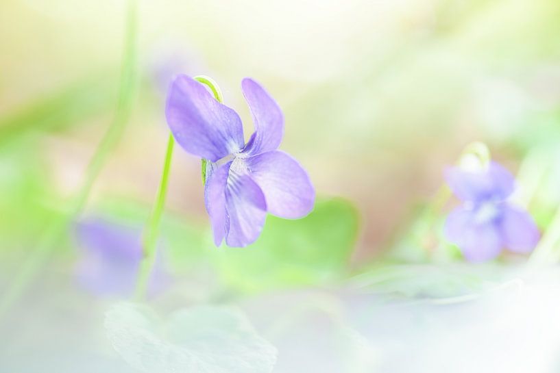 Woodland Violets by R Smallenbroek
