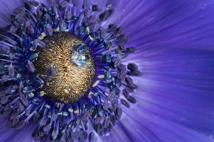 Regendruppel op Anemoon par Greetje van Son