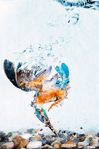 Kingfisher diving under water by Jeroen Stel