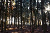 Wald im Herbst
