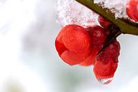 Une fleur rouge de la reine ornementale japonaise plante dans la neige et la glace.