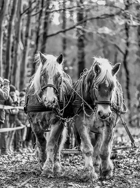 Trekpaardendag von Reint van Wijk