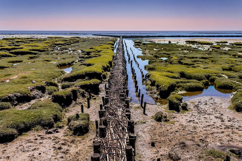 Côte d'épi (color) par Orangefield-images