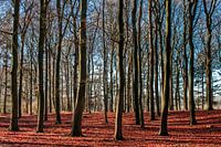 Utrechtse Hill Ridge