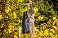 Grape picking Belgium