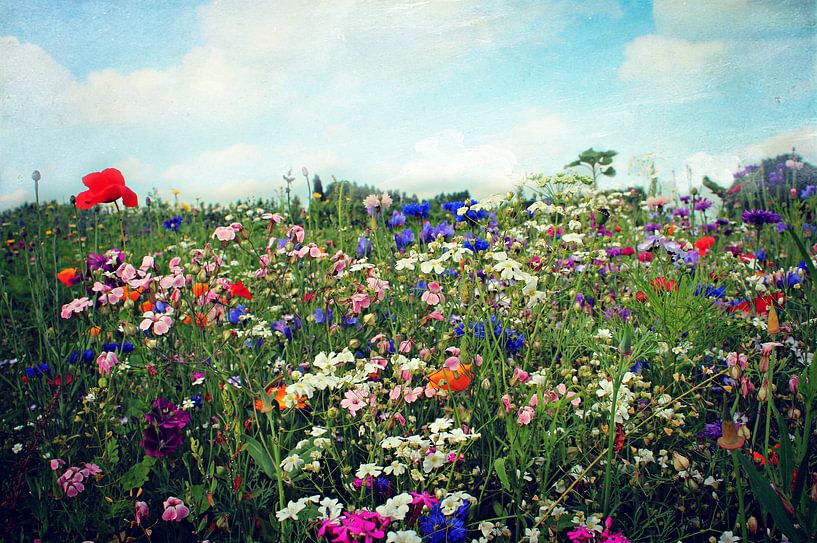 Flower meadow by Heike Hultsch