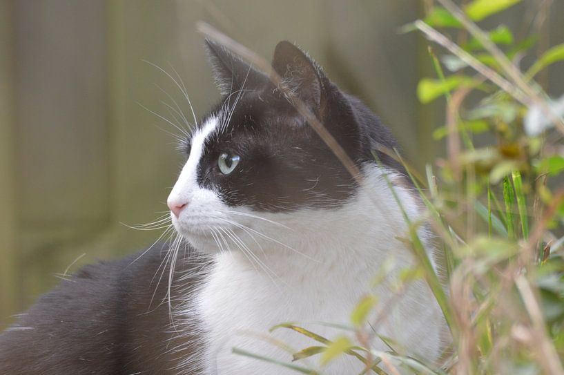 een nieuwsgierige kat ... by Pascal Engelbarts
