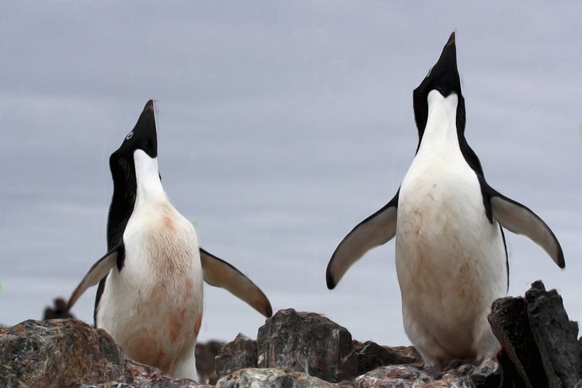 Adeliepinguine von Maurice Dawson