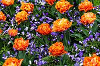 Draufsicht auf orangefarbene Tulpen und blaue Anemonen