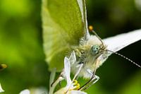 face à face avec un papillon citron