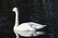 Swan on the water.