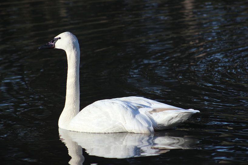 Swan on the water. by Melanie Schook