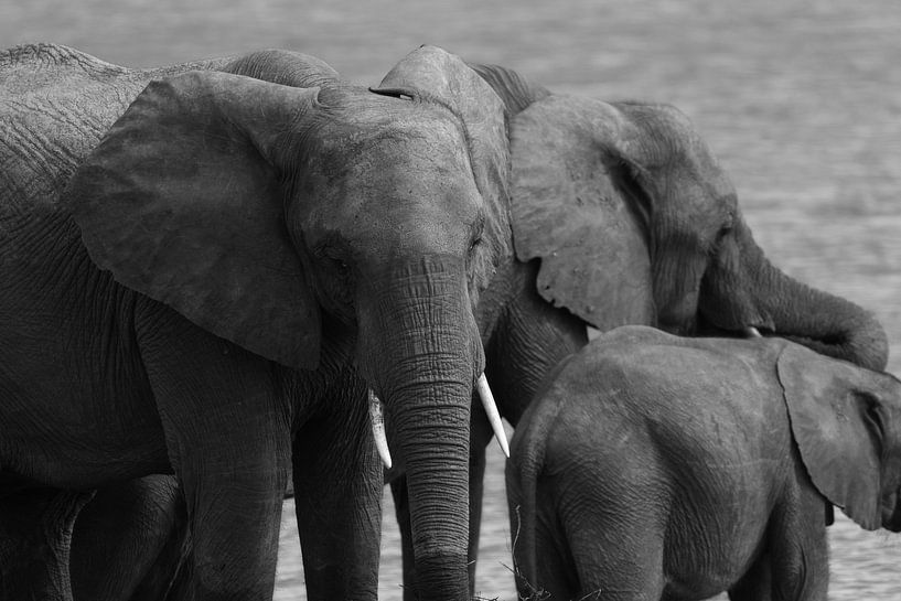 Éléphants par GoWildGoNaturepictures