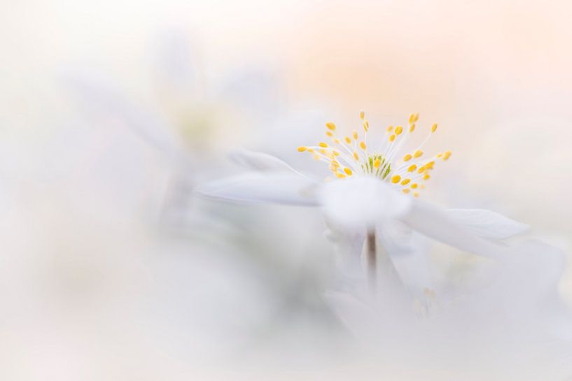 Magische Buschwindröschen von Bob Daalder