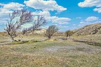Dunes de Kennemer avec un bouleau au printemps