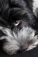 Schapendoes Polle Puppy