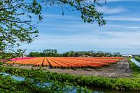 Zwiebelfelder in der Zwiebelregion