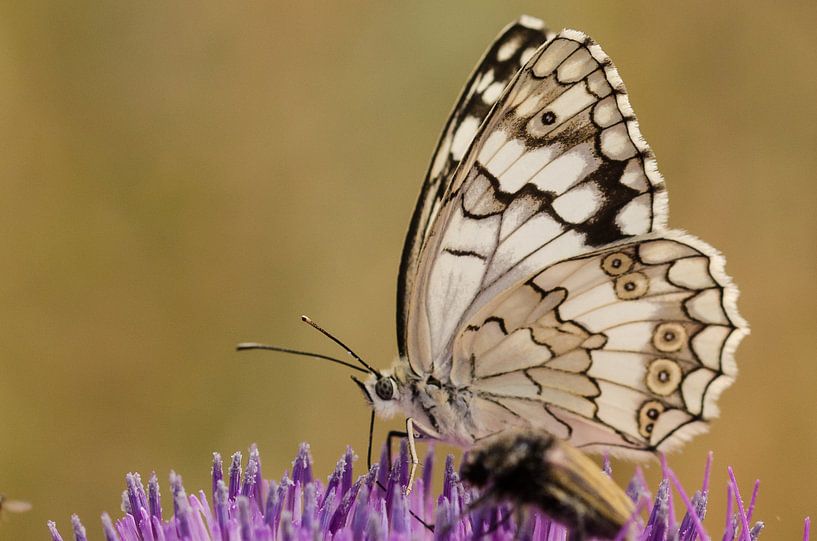 Parelmoer vlinder von Sjoerd van Luit