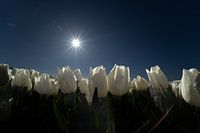 Weißes Tulpenfeld in schönem Sonnenlicht