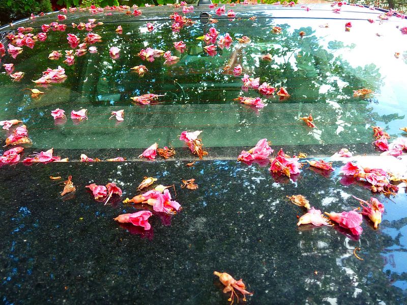 FlowerPower Fantasy 35 von MoArt (Maurice Heuts)