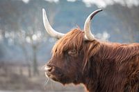 Schottischer Highlander