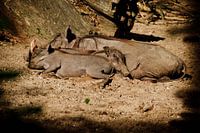 Faulenzen in der Sonne