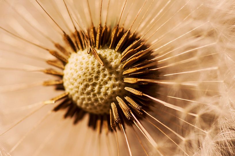 The heart of the dandelion by Ruud van Ravenswaaij