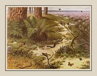 Schoolplate M.A. Koekkoek - "On the Heath"