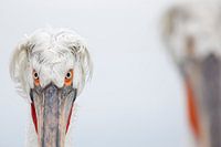 Ein intensiver Blick