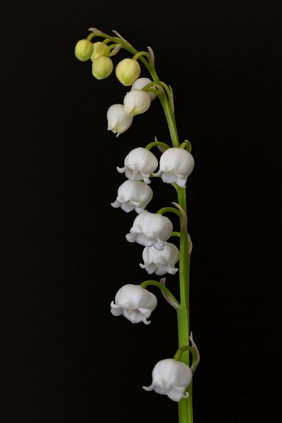 Lily of the valley (Convallaria majalis) by Eric Wander