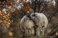 Twee schapen samen op de Brunssumerheide