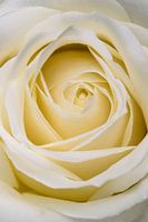 Close up of a white rose