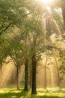 Beamen Sie mich hoch