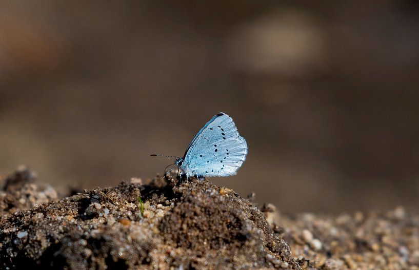 Blau von Merijn Loch