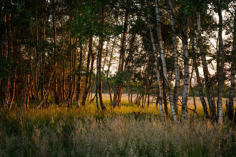 The nature reserve Gildehauser Venn by Edith Albuschat