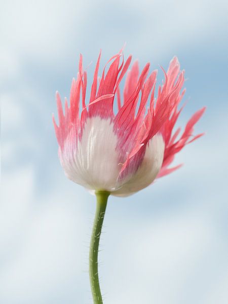 Rose white tulip by Anjo Kan