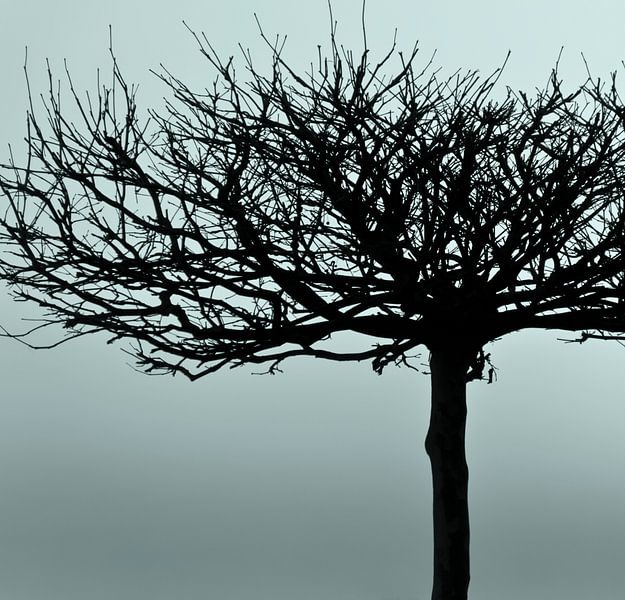 Naturschönheit - grün Ton von Kirsten Warner