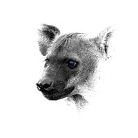 Hyäne - Kruger Park