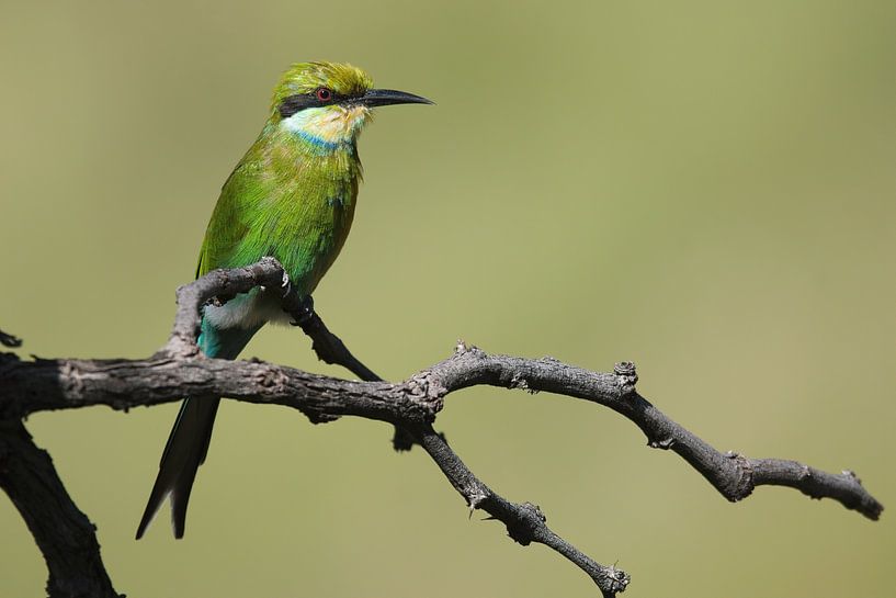 Schwalbenschwanz-Bienenfresser im Grünen von Rick van der Weijde