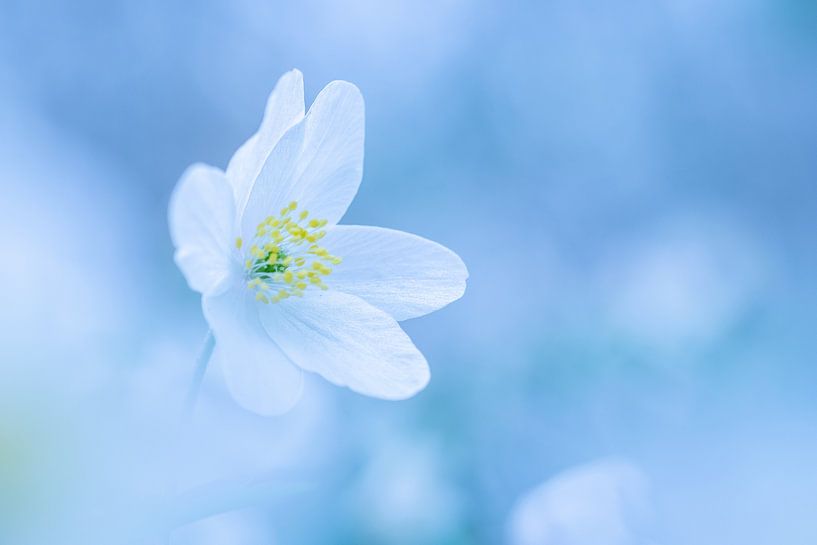 Woodland anemone by Christien van der Veen Fotografie
