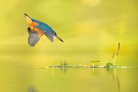 Der perfekte Tauchgang ...