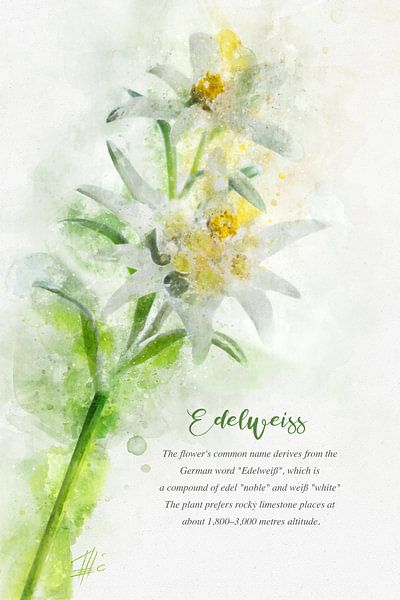 Edelweiss by Theodor Decker