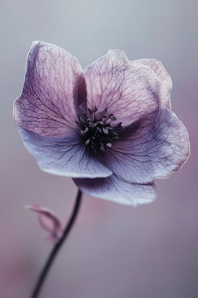 Purple Beauty von Treechild