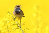 Blaukehlchen in Gelb