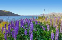 Lupine bloemen bij Lake Pukaki